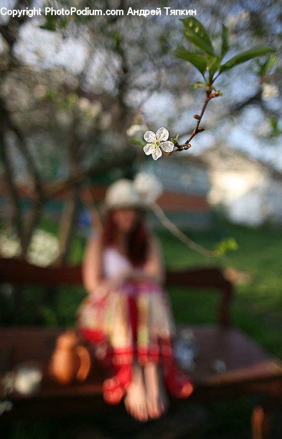 Plant, Potted Plant, Smoke, Figurine, Bowl, Blossom, Cherry Blossom