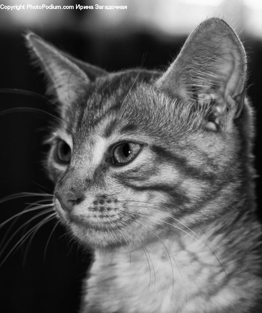 Animal, Cat, Mammal, Pet, Adorable