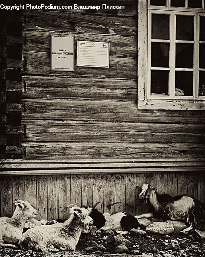 Brick, Animal, Mammal, Sheep, Rubble, Goat, Mountain Goat