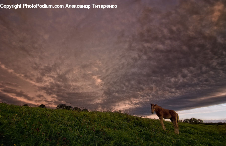 Animal, Colt Horse, Horse, Mammal, Canine, Coyote, Grey Fox