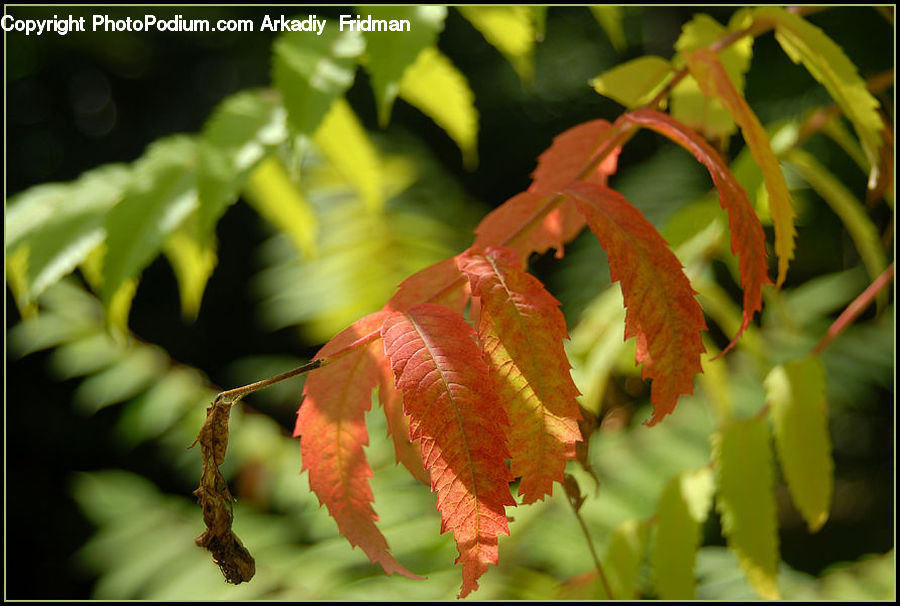 Blossom, Flora, Flower, Plant, Maple, Maple Leaf, Oak