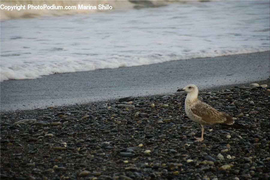 Bird, Seagull, Pavement, Beak, Landscape, Nature, Scenery