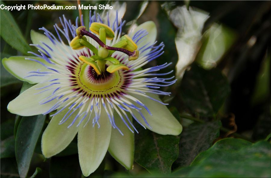 Blossom, Flora, Flower, Plant, Bee, Insect, Invertebrate