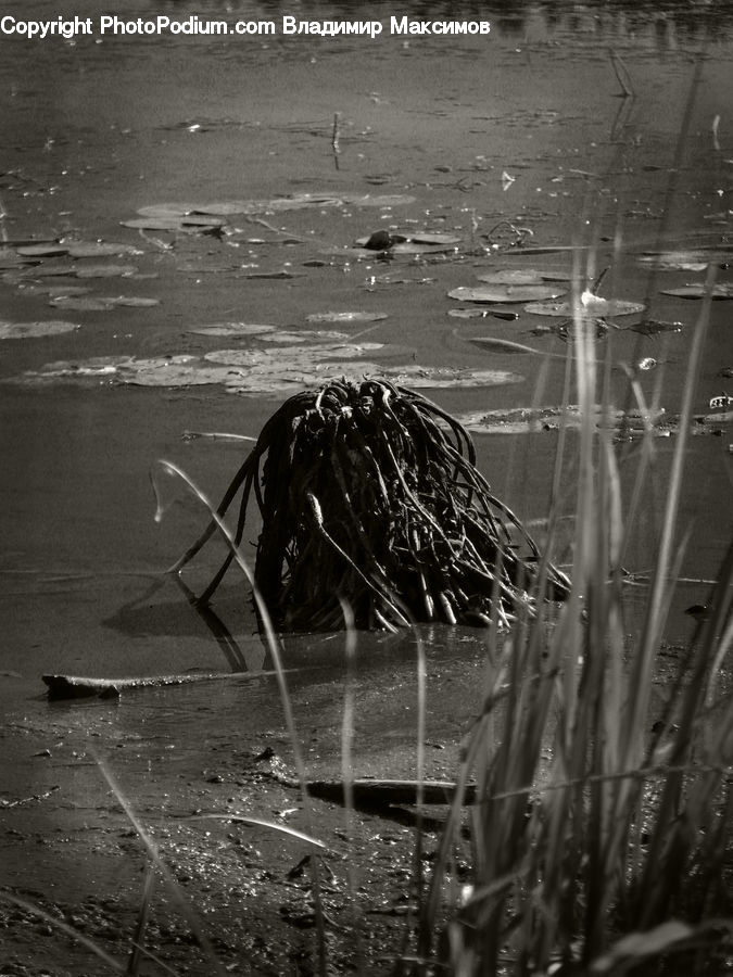 Ardeidae, Bird, Asphalt, Tarmac, Grass, Plant, Reed