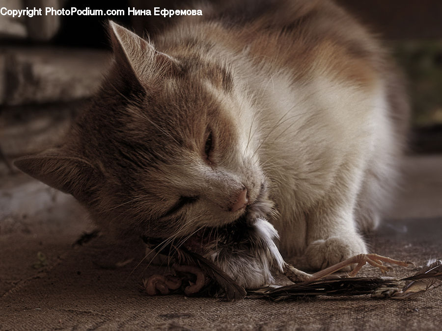Animal, Cat, Kitten, Mammal, Pet