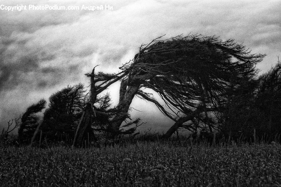 Plant, Tree, Grain, Grass, Wheat, Countryside, Outdoors