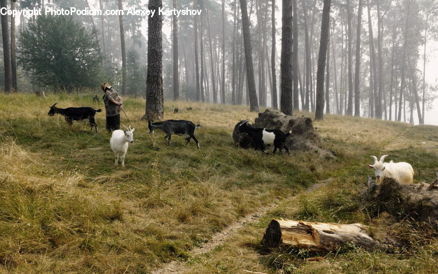 Animal, Mammal, Sheep, Countryside, Grassland, Meadow, Outdoors