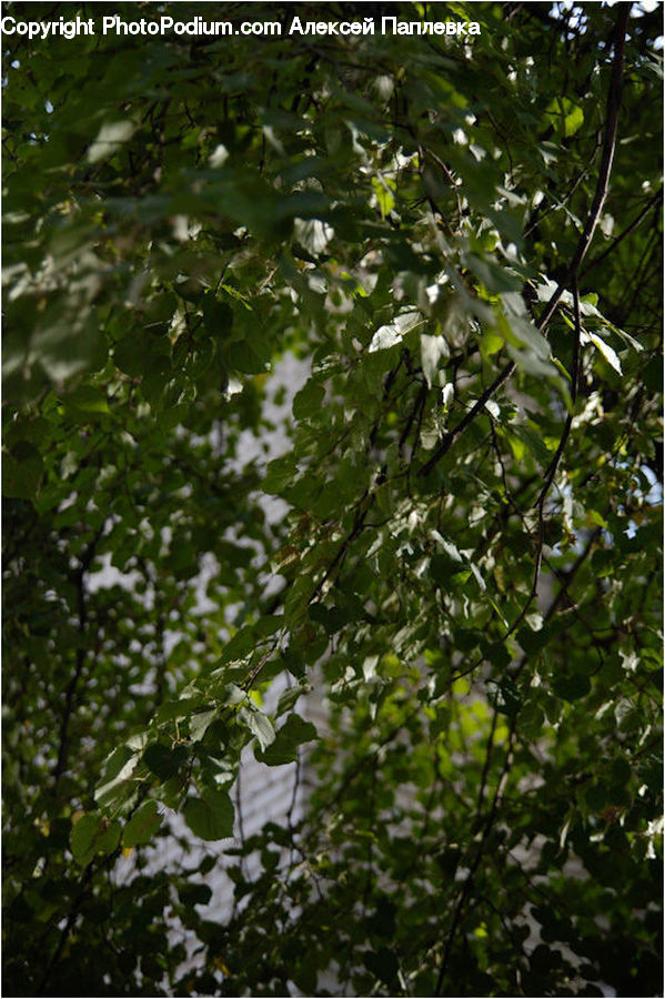 Plant, Potted Plant, Vegetation, Oak, Tree, Wood, Forest