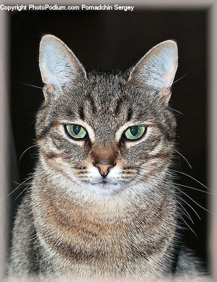 Abyssinian, Animal, Cat, Mammal, Pet