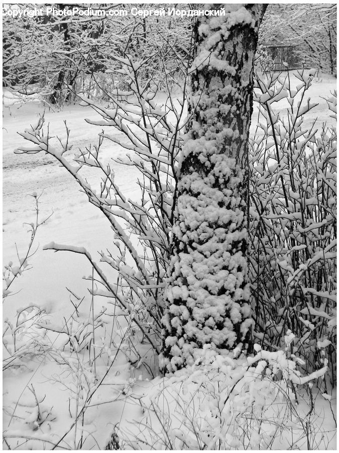 Ice, Outdoors, Snow, Drawing, Sketch, Ivy, Plant