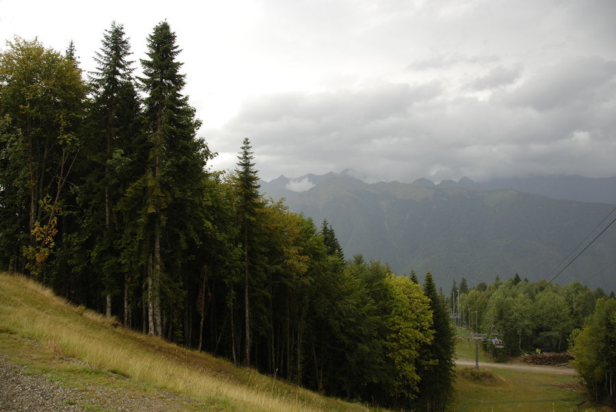 Conifer, Fir, Plant, Tree, Spruce, Wood, Dirt Road