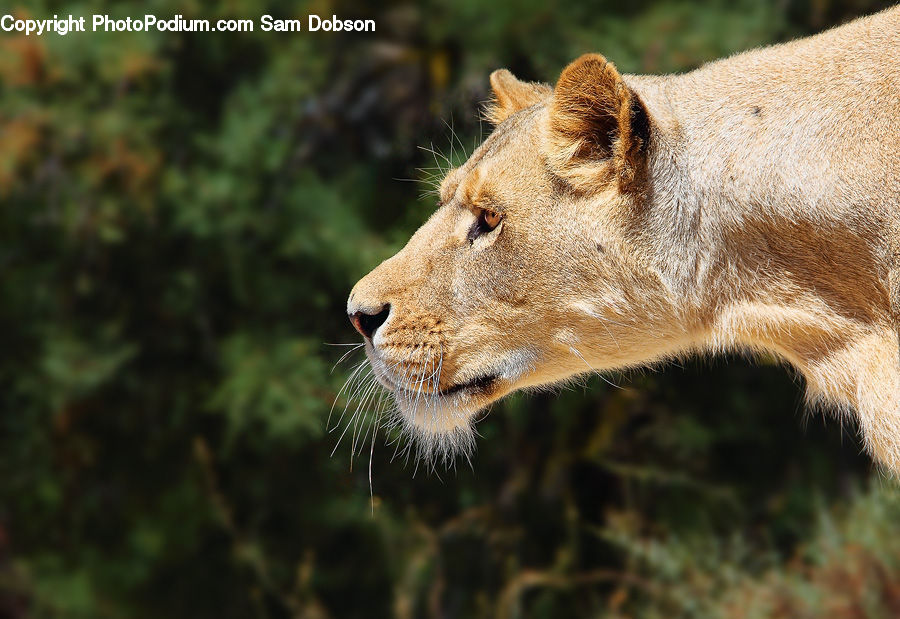 Animal, Lion, Wildlife, Field, Grass, Grassland, Plant