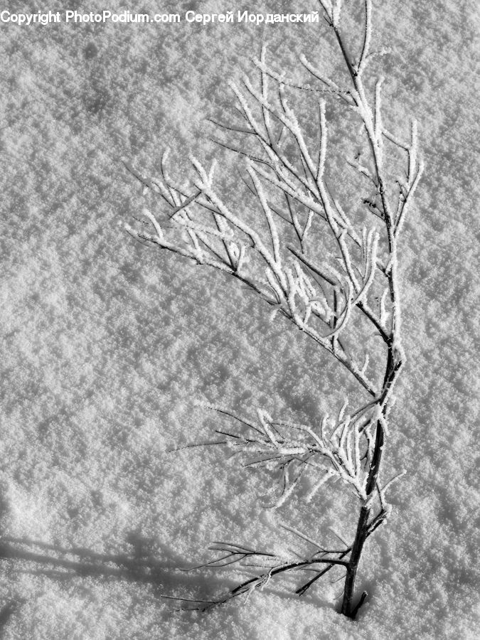 Ice, Outdoors, Snow, Paper, Plant, Tree, Birch