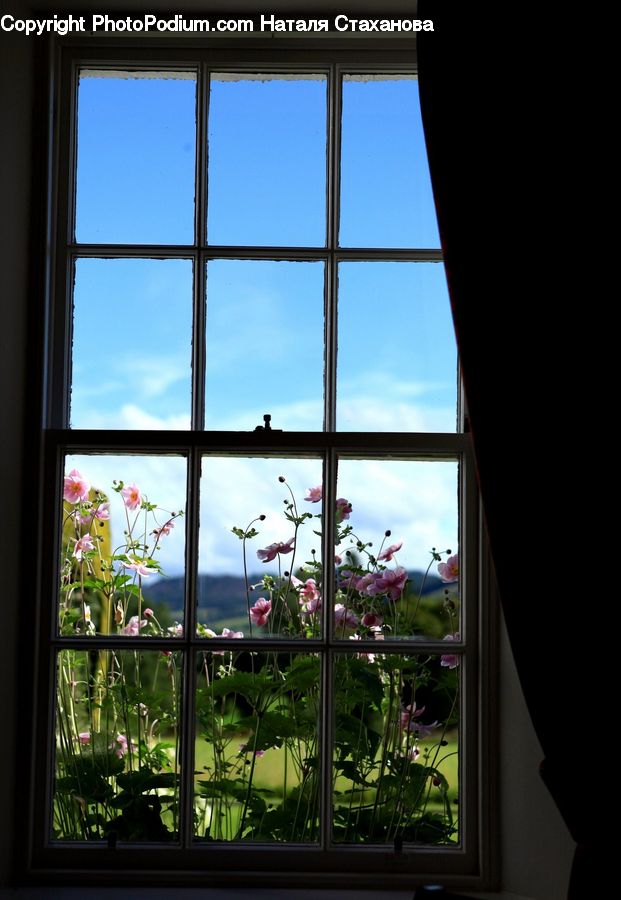Window, Plant, Potted Plant