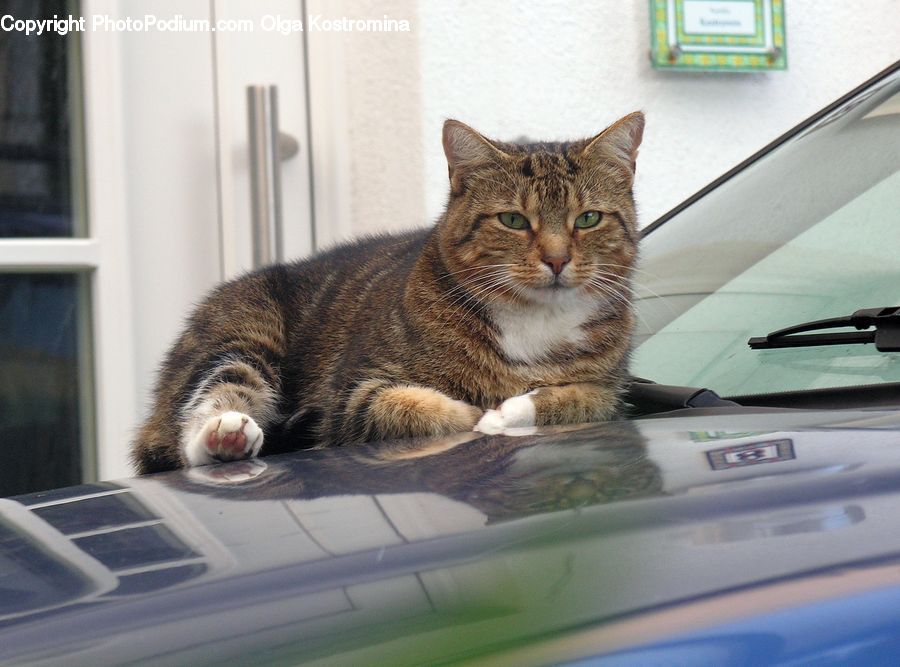 Animal, Cat, Mammal, Pet, Abyssinian, Curtain, Window