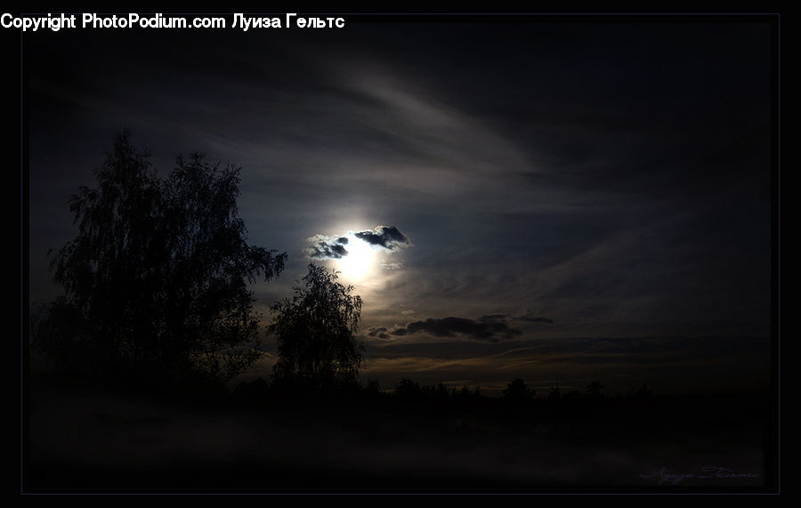 Plant, Tree, Azure Sky, Cloud, Outdoors, Sky, Night