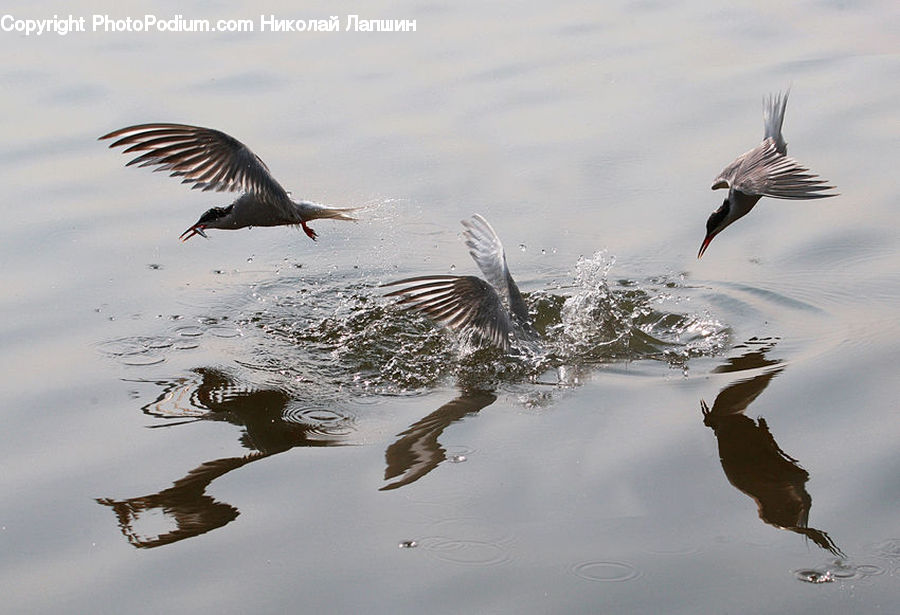 Bird, Crane Bird, Heron, Goose, Waterfowl, Outdoors, Ripple