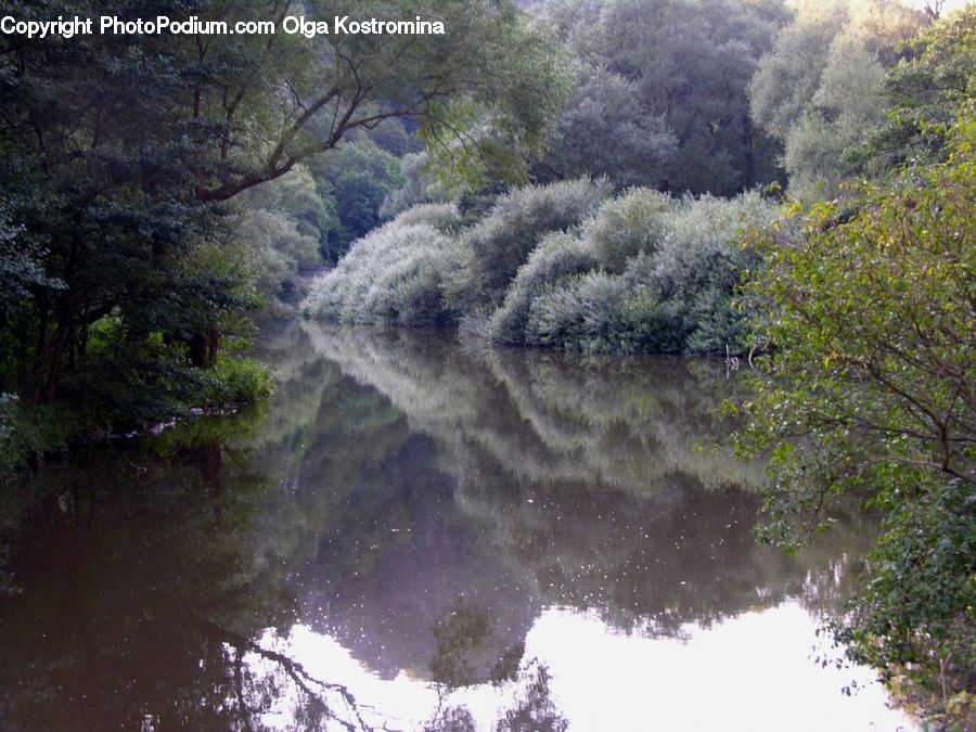 Outdoors, River, Water, Forest, Jungle, Rainforest, Vegetation