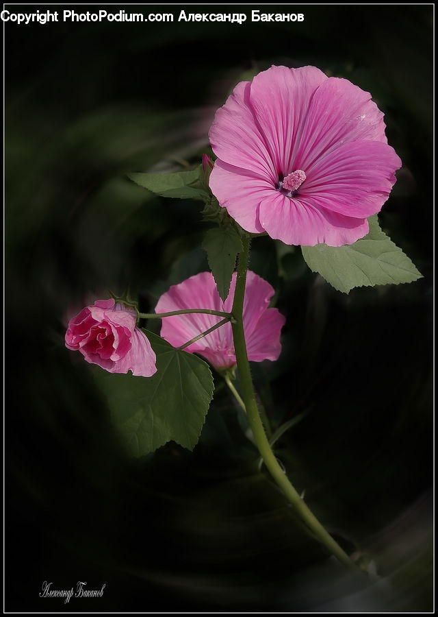 Blossom, Flora, Flower, Geranium, Plant, Cosmos
