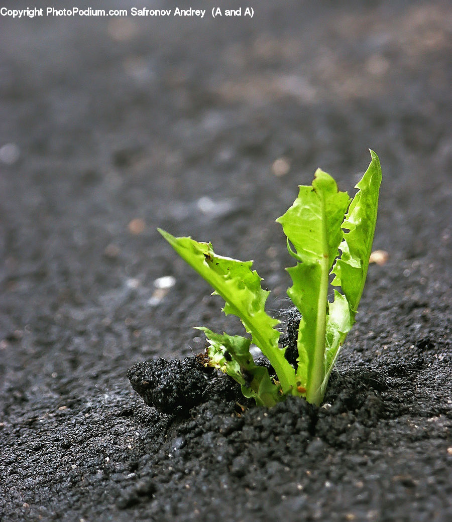 Soil, Field, Grass, Grassland, Plant, Sprout, Dirt Road