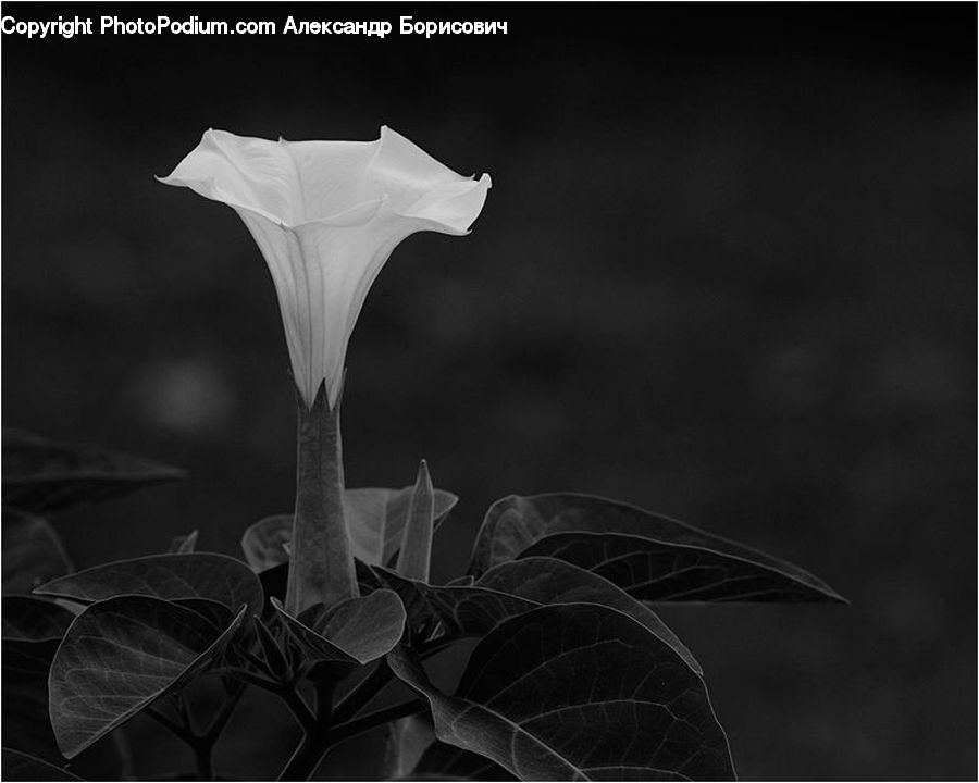 Blossom, Daffodil, Flora, Flower, Plant, Acanthaceae, Annonaceae