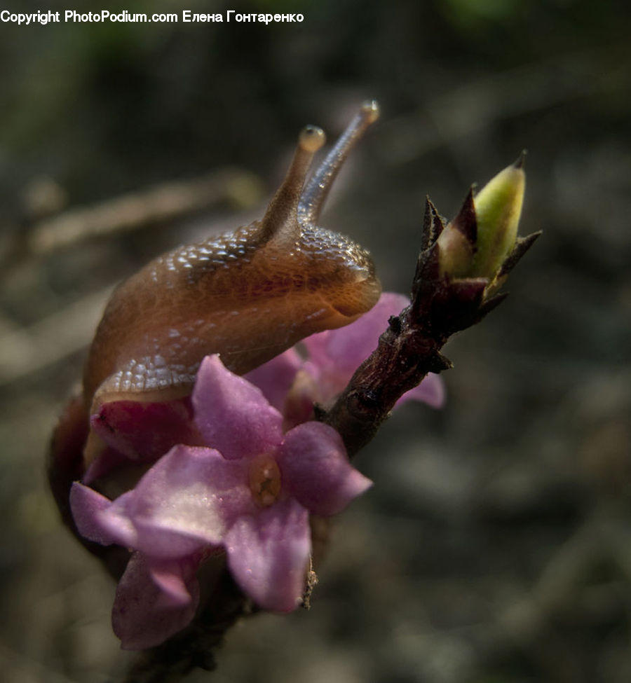 Bamboo, Bamboo Shoot, Produce, Vegetable, Bud, Plant, Blossom