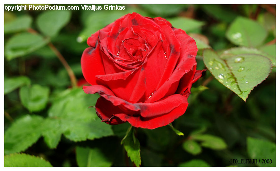 Blossom, Flower, Plant, Rose, Flora, Geranium, Carnation