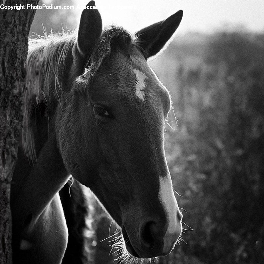 Animal, Horse, Mammal