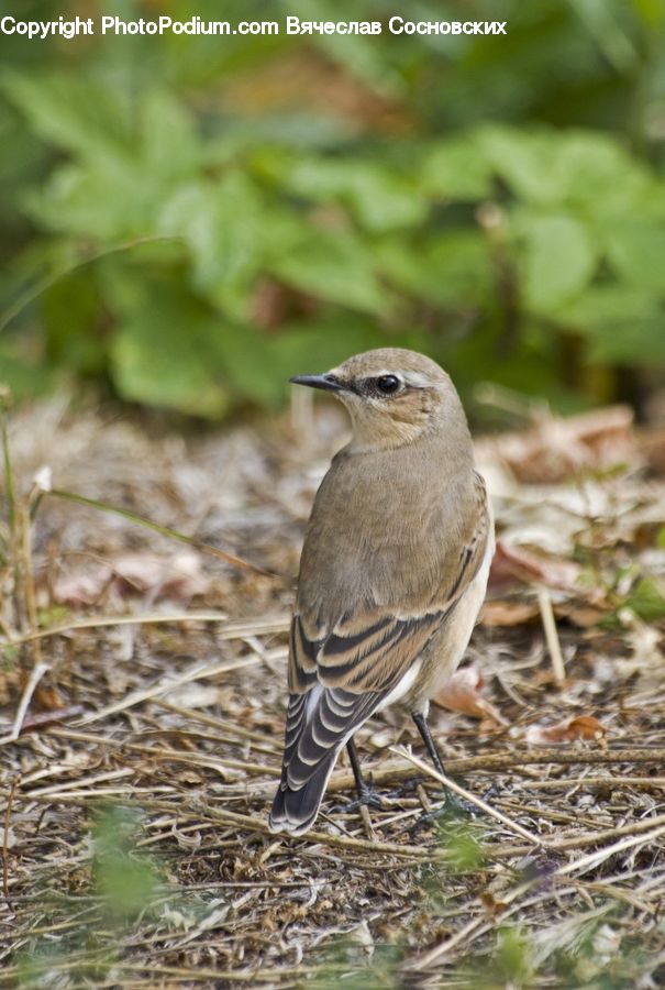 Anthus, Bird, Sparrow, Finch