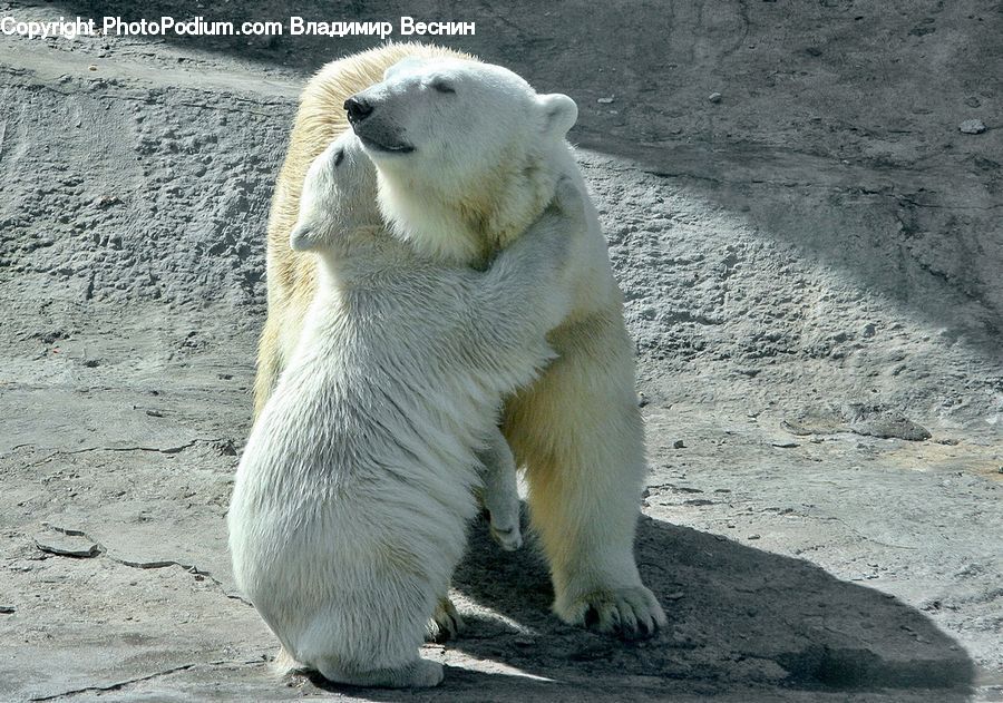 Animal, Bear, Mammal, Polar Bear, Zoo