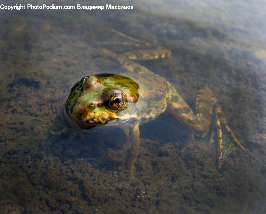 Amphibian, Frog, Wildlife, Box Turtle, Reptile, Tortoise, Turtle