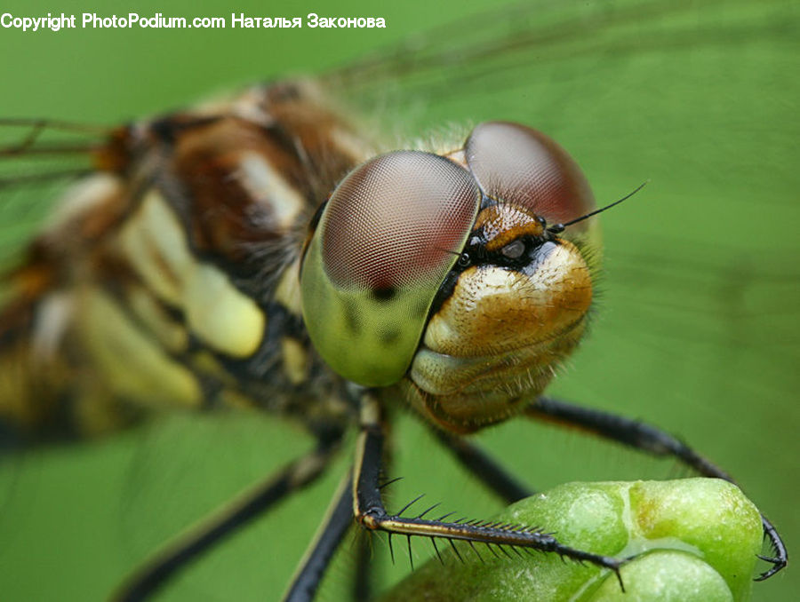Anisoptera, Dragonfly, Insect, Invertebrate, Blossom, Flora, Flower