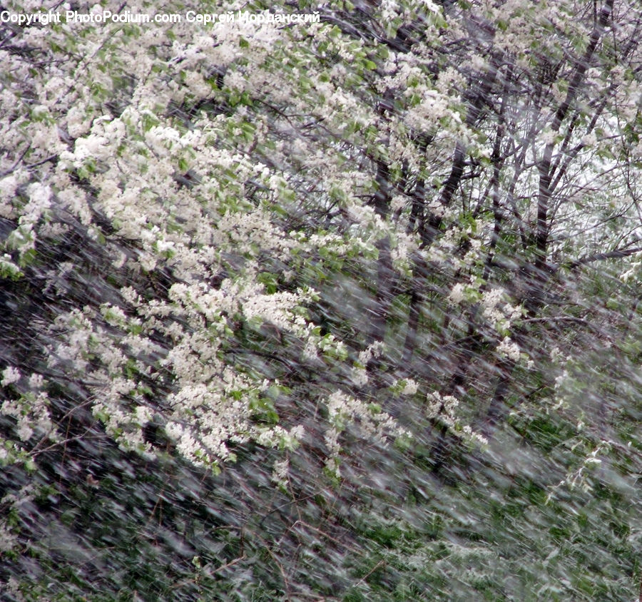 Blossom, Flora, Flower, Plant, Cherry Blossom, Bush, Vegetation