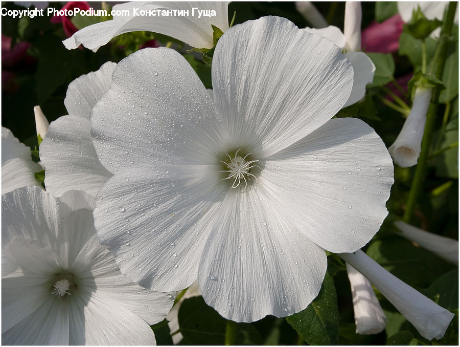 Blossom, Flora, Flower, Geranium, Plant, Petal, Fiber