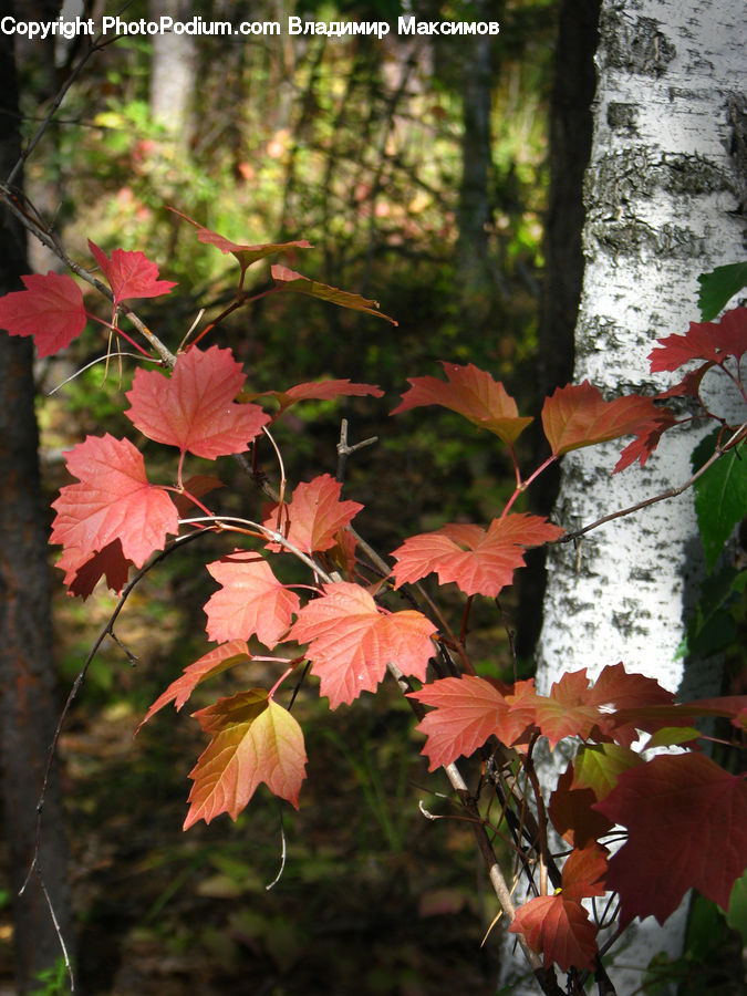 Blossom, Flora, Flower, Geranium, Plant, Maple, Maple Leaf