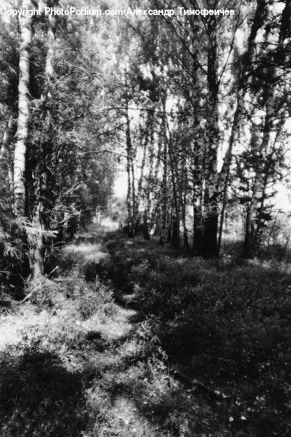 Forest, Grove, Land, Vegetation, Path, Trail, Plant