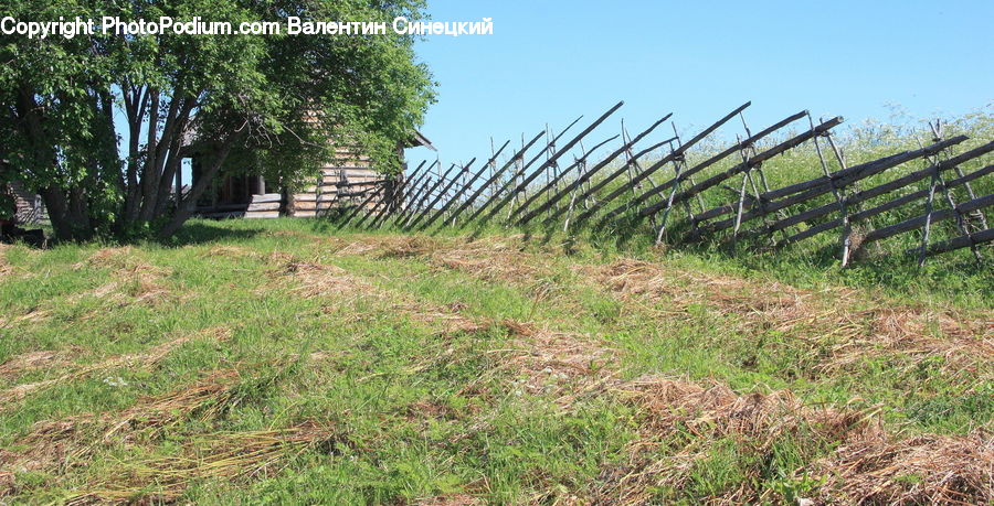 Yard, Field, Grass, Grassland, Plant, Countryside, Outdoors
