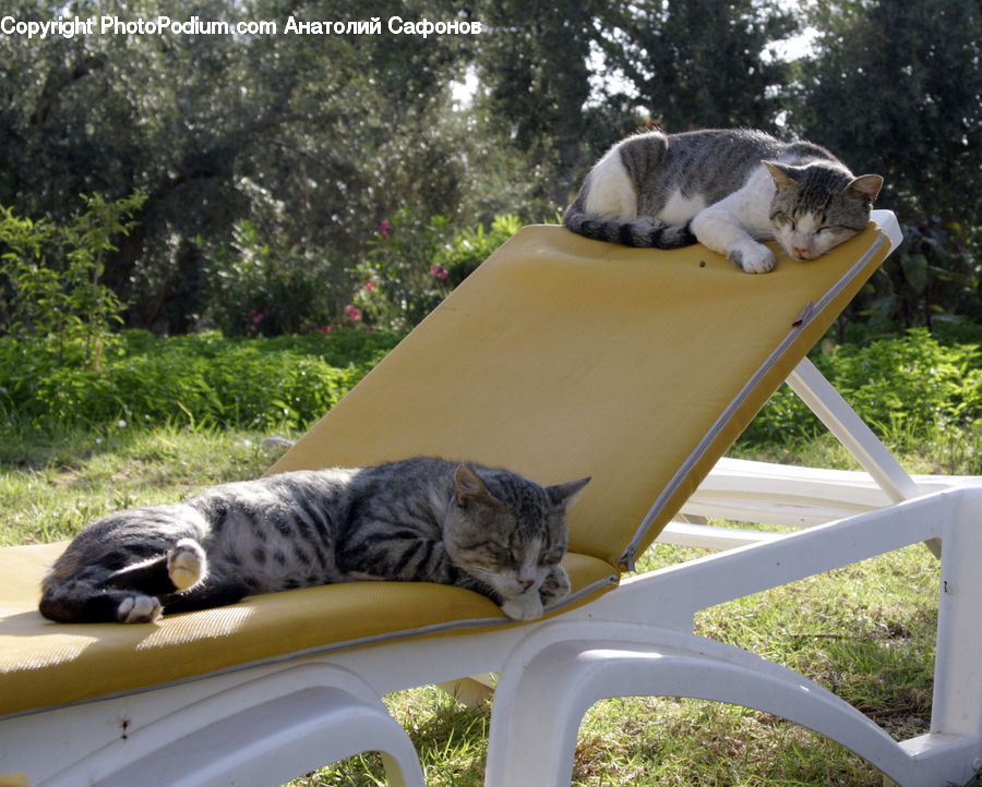Animal, Cat, Mammal, Pet, Adorable, Egyptian Cat