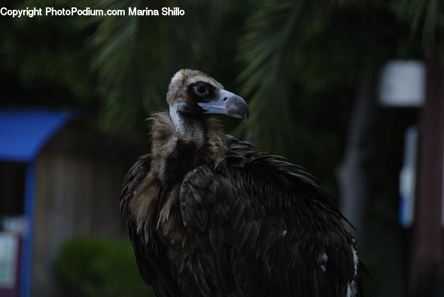 Bird, Blackbird, Crow, Buzzard, Harrier, Hawk, Vulture