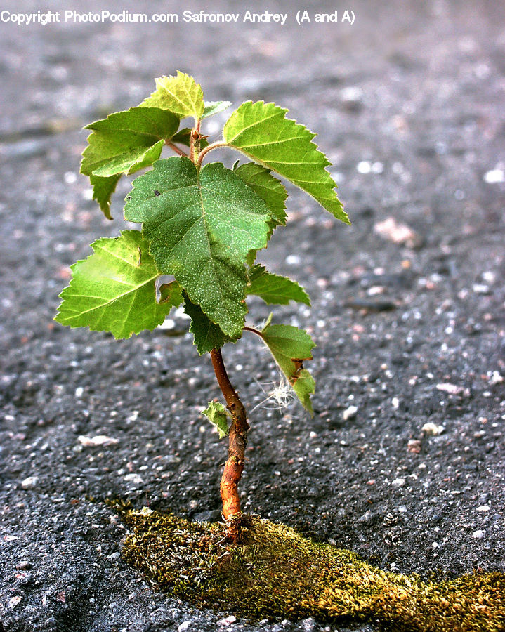 Asphalt, Tarmac, Plant, Vine, Soil, Fruit, Grapes