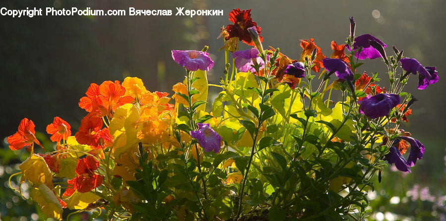 People, Person, Human, Blossom, Flora, Flower, Plant