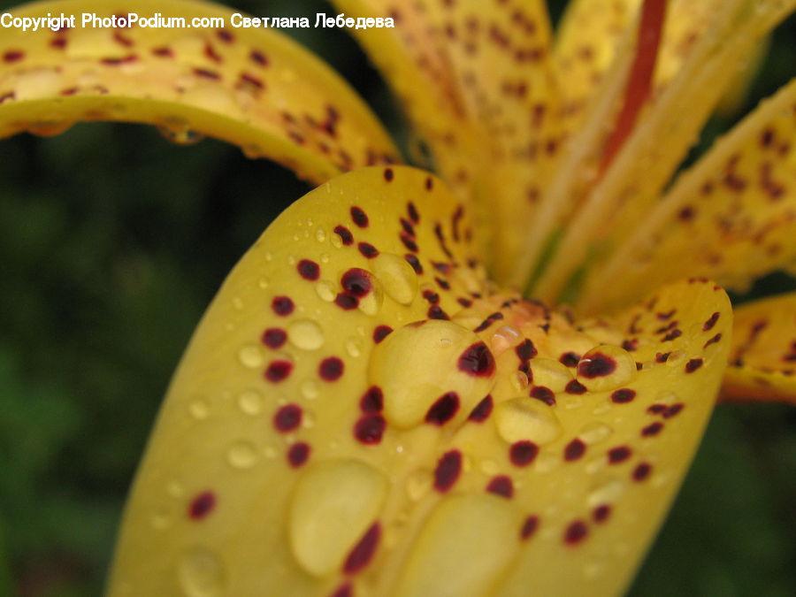Flora, Flower, Lily, Plant, Blossom
