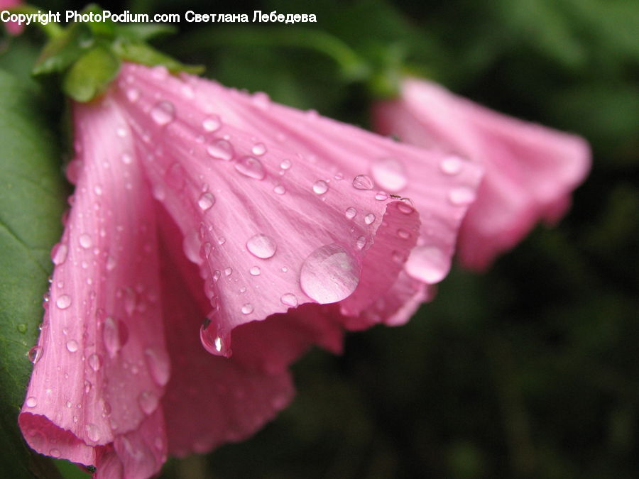 Blossom, Flora, Flower, Geranium, Plant, Gladiolus, Carnation