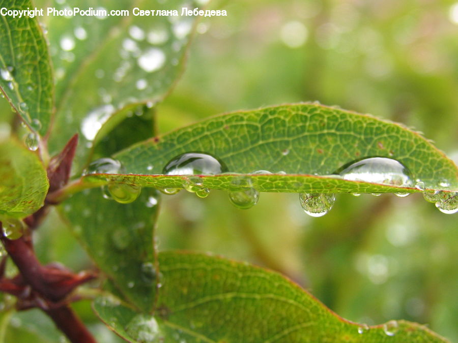 Leaf, Plant, Bud, Vine, Droplet, Blossom, Flora