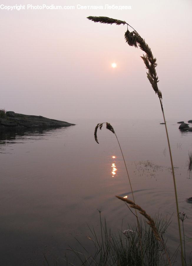 Grass, Plant, Reed, Bird, Crane Bird, Heron, Dawn