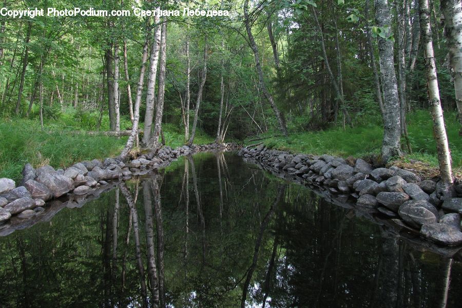 Land, Marsh, Outdoors, Swamp, Water, Creek, River