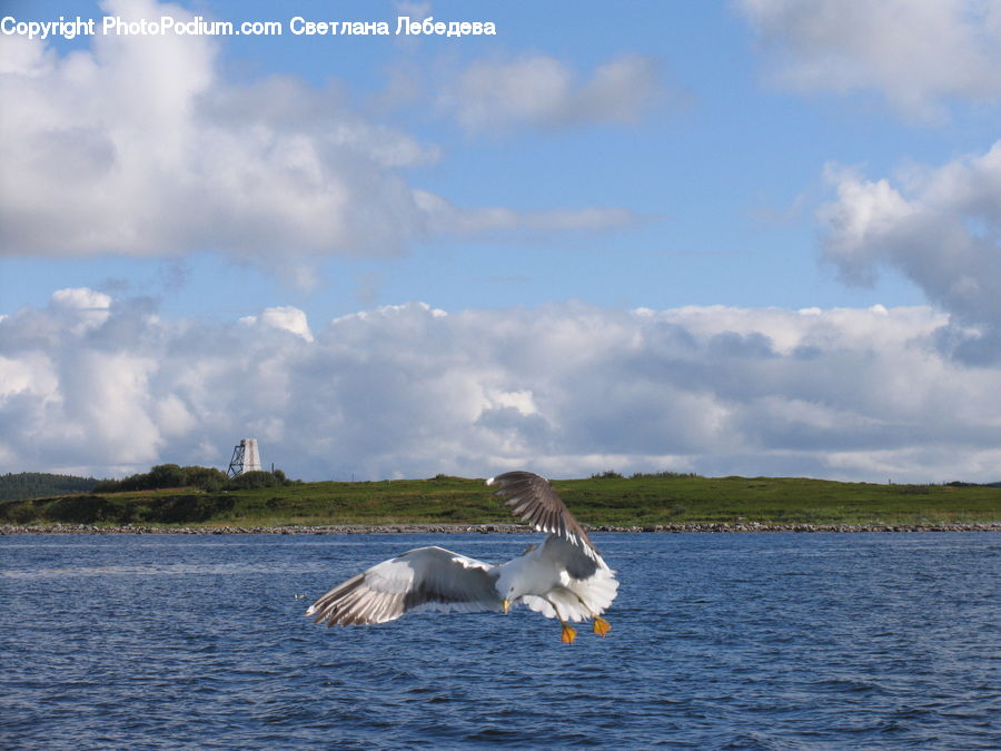 Bird, Seagull, Booby, Leisure Activities, Goose, Waterfowl, Pelican