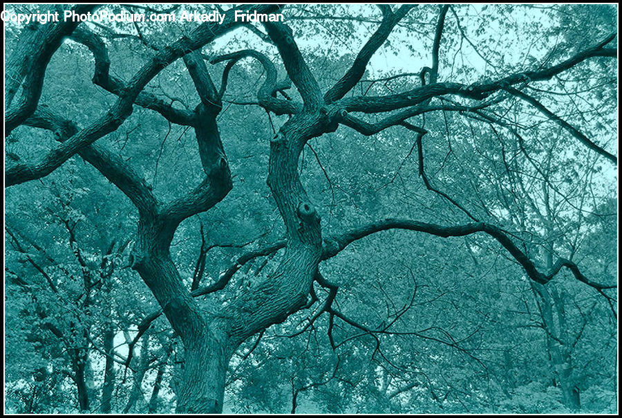 Oak, Tree, Wood, Plant, Forest, Vegetation, Blossom