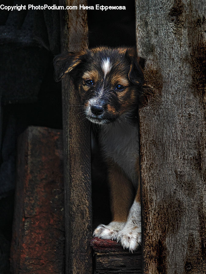 Animal, Canine, Chihuahua, Dog, Mammal, Pet, Terrier