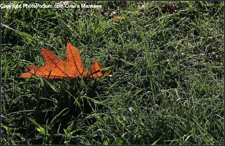 Forest, Jungle, Maple, Maple Leaf, Plant, Blossom, Flora